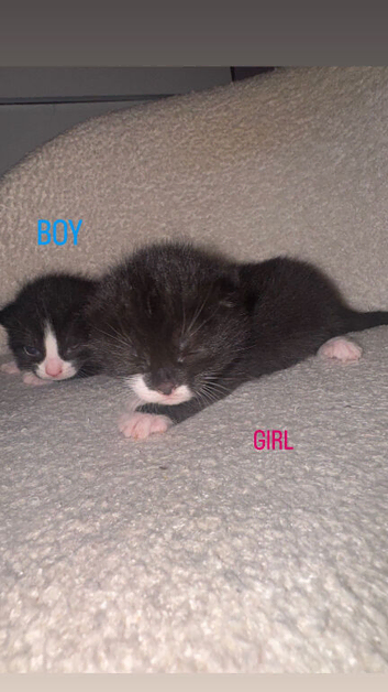 2x beautiful black and white kittens looking for new homes