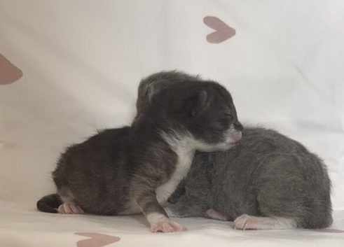 Gorgeous fluffy kittens