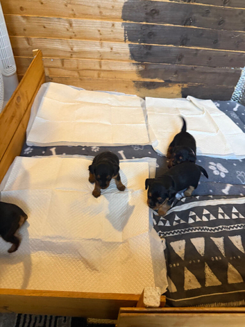 patterdale terriers