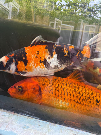 5 large koi