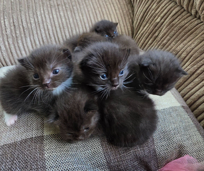 Ragdoll x kittens