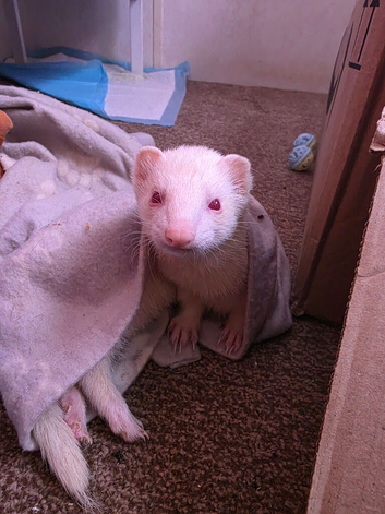 Albino Jill