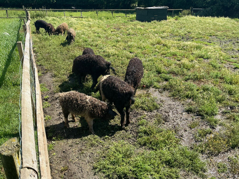 Mangaliters cross saddleback boars for sale
