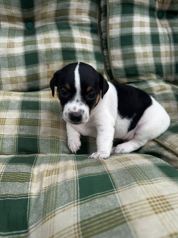 Jack Russell pups