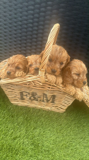 Four cavapoos