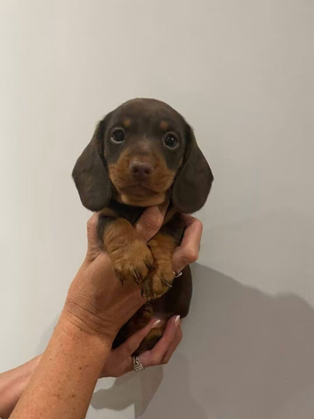 Miniature Dachshund
