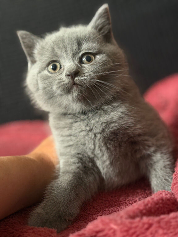 Ready for collection - Gccf British shorthair kittens