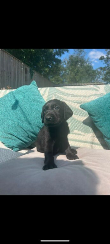 KC Registered Black Labrador Retriever Puppies