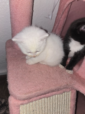 2 kittens