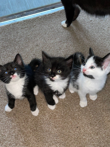 5 lovely kittens looking for forever homes