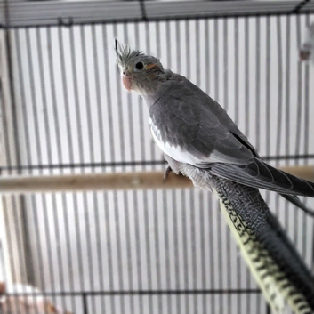 Normal Male Cockatiel