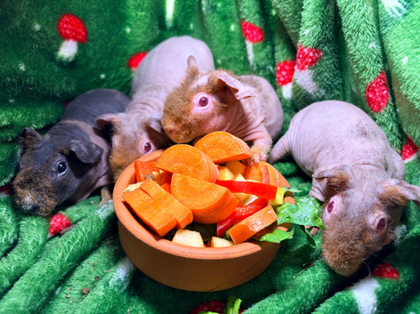 Baby Skinny Pigs boys & girls