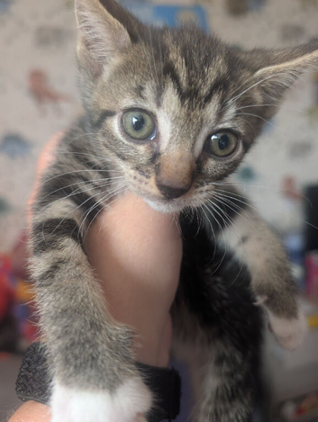 4 female kittens for sale