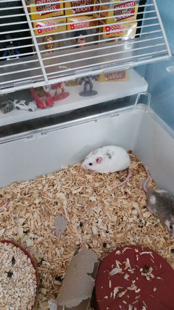 Mulitmammates 3 female one male