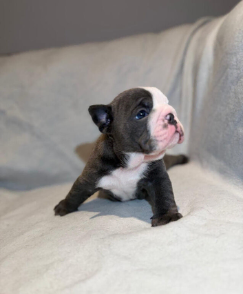 English Bulldog Puppies &ndash; 1 Beautiful Male & 1 Gorgeous Female Available