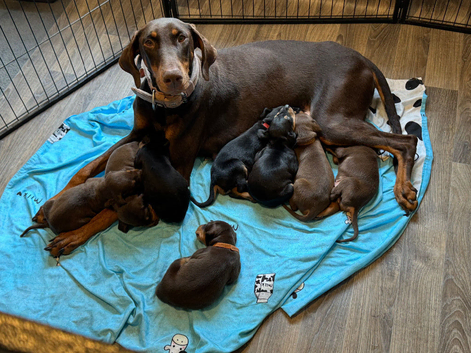 Doberman puppy&rsquo;s