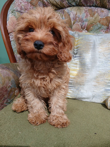 Cavapoo male puppy