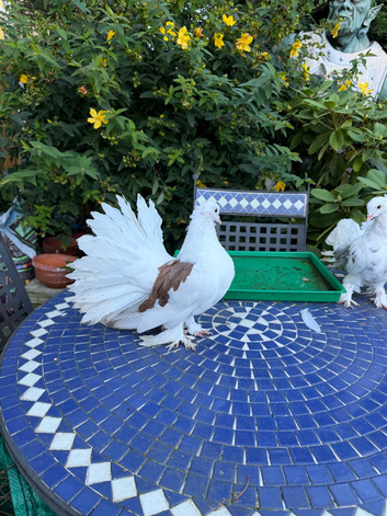Indian fantails baby saddles