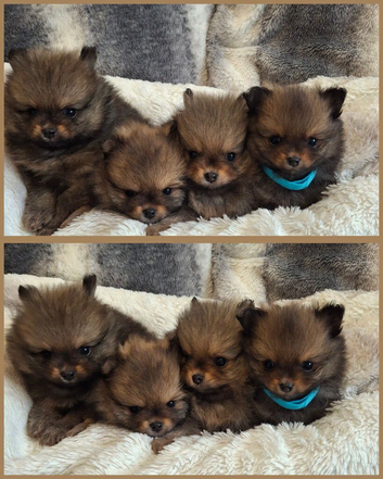 Four beautiful pomeranian puppies