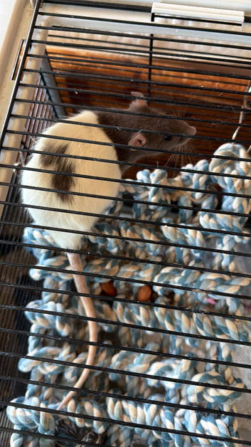 2 female rats