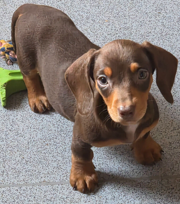 Amazing choc and tan miniature dachshund