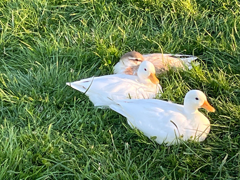 Call ducks available 6 - 8 weeks old