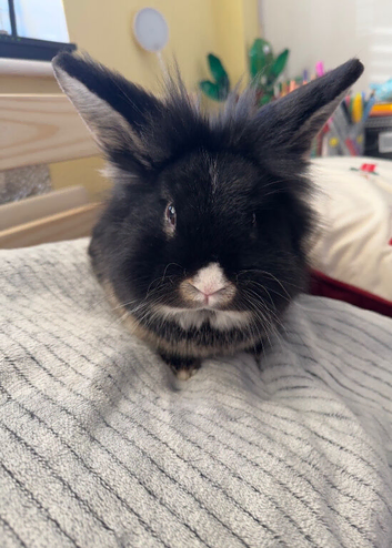 Lionhead rabbit
