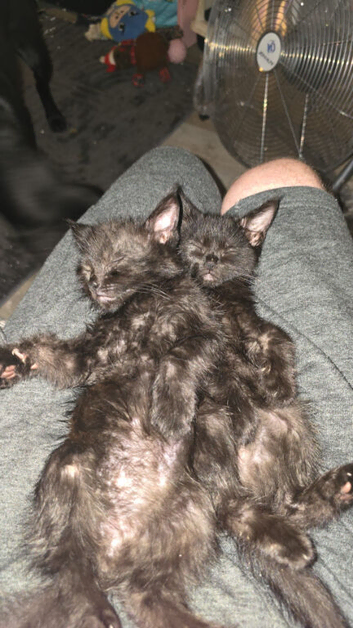 8 week old