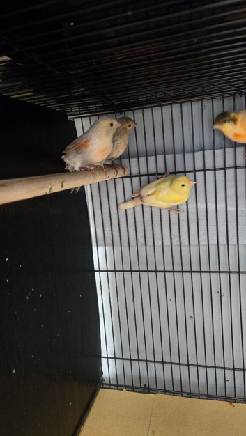 Canaries