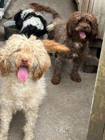 Apricot cockapoo Bitch