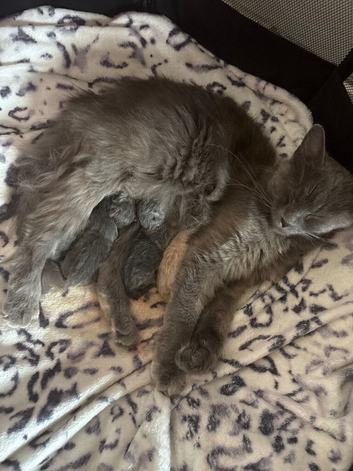 British shorthair cross kittens