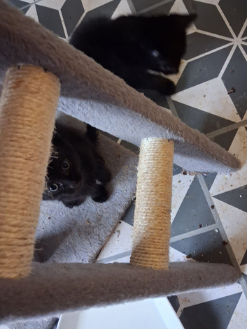 Kitten  in need of new home