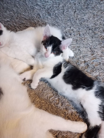 Kittens 10weeks