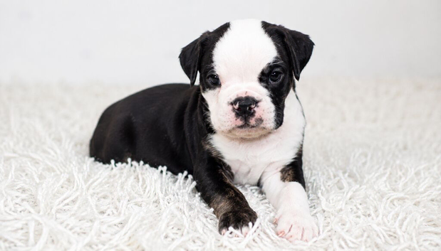 (REDUCED) Last English Bulldog puppy