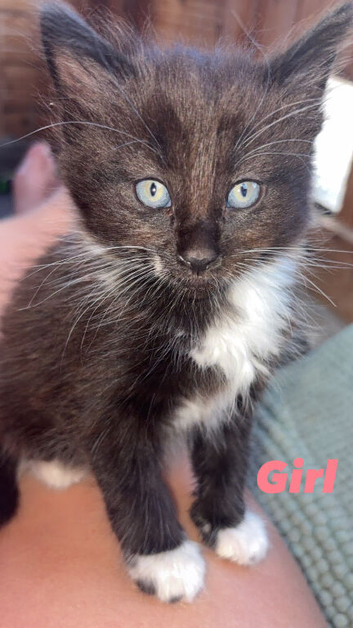 4 Beautiful Kittens looking for their forever home