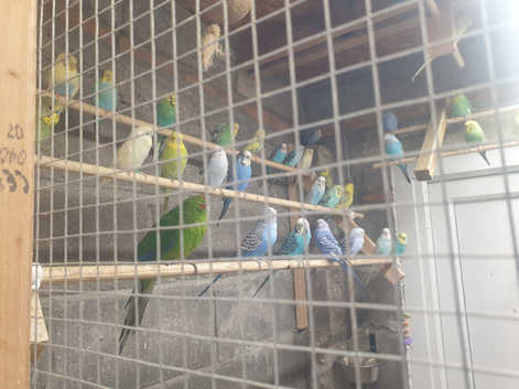 Adult budgies for sale