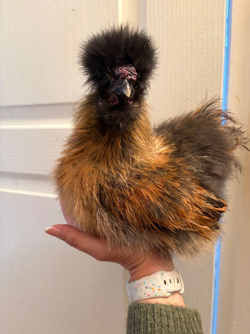 Silkie cockerels free to good home