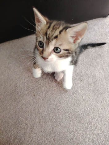 3 beautiful kittens for sale. 2 males 1 female left.