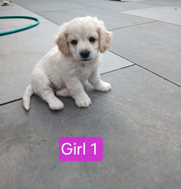 Cavachon puppies
