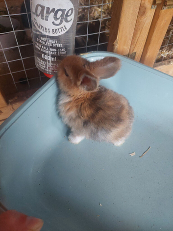 Baby mini lops