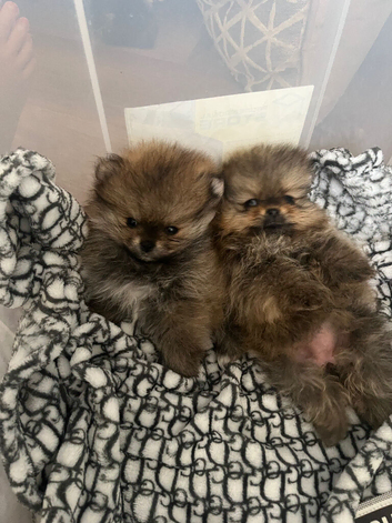 Pomeranian puppy's