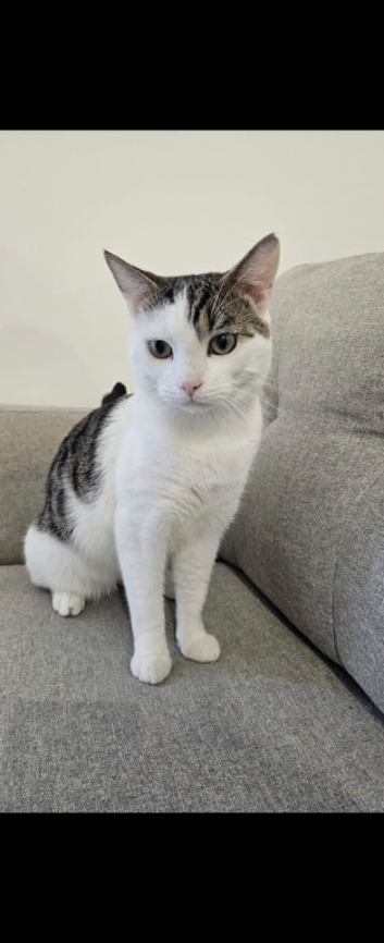 Mixed breed male