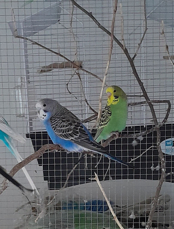 Young budgies