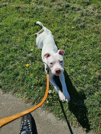 Bullseye 7 months old