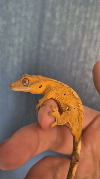 Male baby Crested gecko full setup