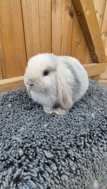 Baby rabbits available to reserve