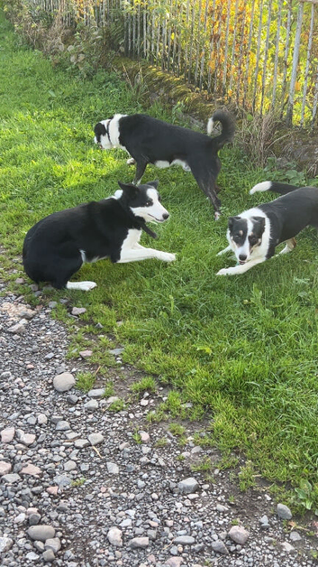 Floss failed sheep dog