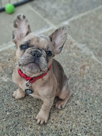 Tia the frenchie