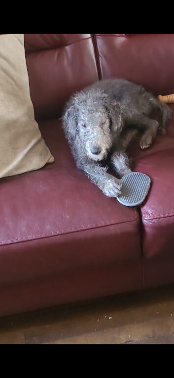 6 months old Bedlington terrier boy