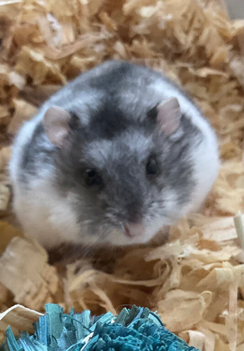 Dwarf hamster with cage